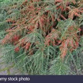 Cotoneaster microphyllus var. thymifolius