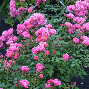 Rosa Oso Easy® 'Double Pink' PP30912, Can PBRAF