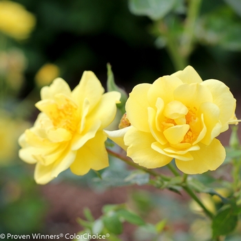 Rosa 'Oso Easy Lemon Zest®'