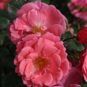 Rosa Oso Easy® 'Pink Cupcake'