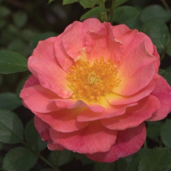 Rosa Oso Easy® 'Strawberry Crush' PP20601, Can 3585