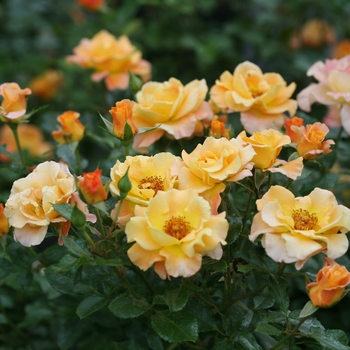 Rosa 'Chewgewest' 