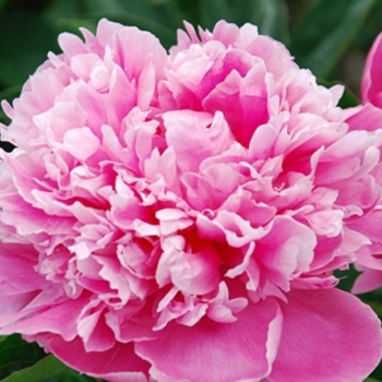 Paeonia 'Elk Grove' 