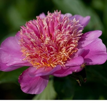 Paeonia lactiflora 'Heidi' 