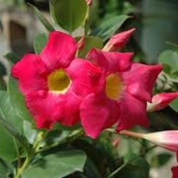 Mandevilla sanderi 'Red Riding Hood' 