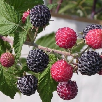 Rubus 'Niwot' 