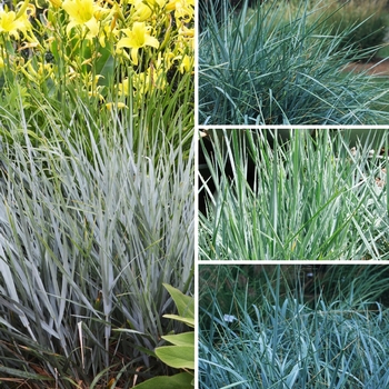 Elymus 'Multiple Varieties' 