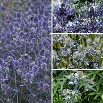 Eryngium 'Multiple Varieties' 