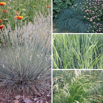 Festuca 'Multiple Varieties' 