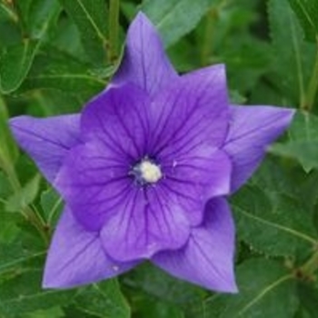 Platycodon grandiflorus 'Astra Semi-Double Lavender' 