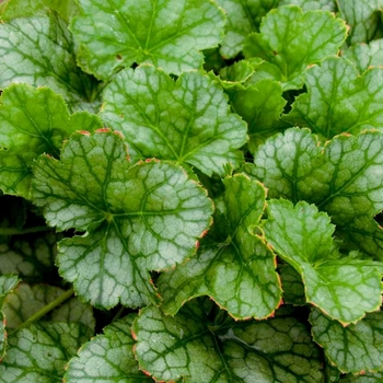 Heuchera 'Peppermint Ice'