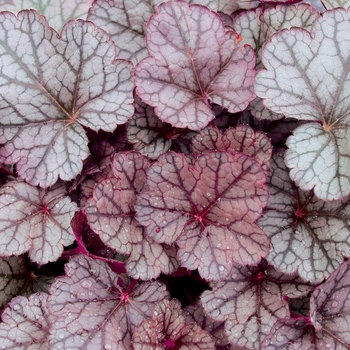 Heuchera 'Sugar Frosting' 