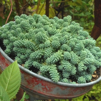 Sedum dasyphyllum 'Himalayan Skies' 