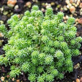 Sedum humisifusum 'Tiny Urchin' 