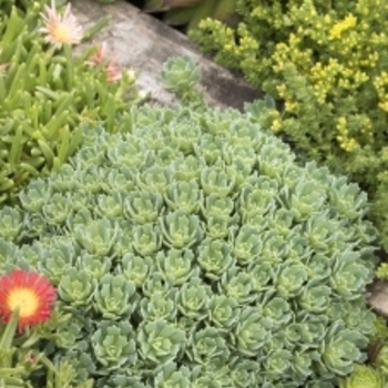 Sedum pachyclados