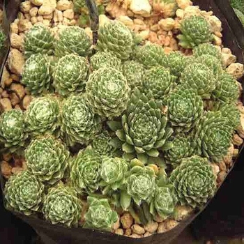 Sempervivum arachnoidenum 'Forest Frost' 