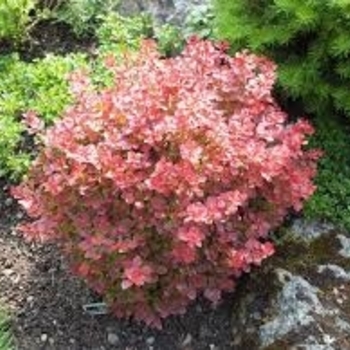 Berberis thunbergii 'Fireball' 