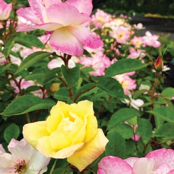 Rosa 'Peach Lemonade' Radpastel PP266758