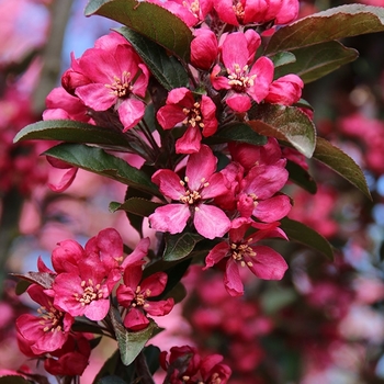 Malus 'JFS-KW213MX' PP31008