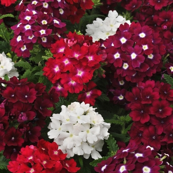 Verbena 'Merlot Mixture' 