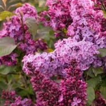 Syringa x hyacinthiflora 'Old Glory' 