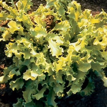 Cichorium endivia 'Bianca Riccia' 