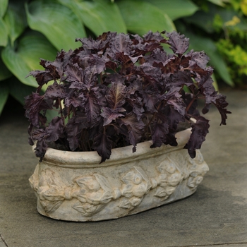Ocimum basilicum 'Purple Ruffles' 