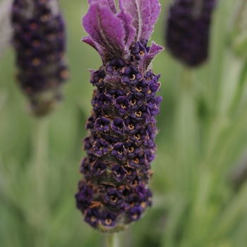 Lavandula stoechas 'Supreme' 