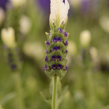 Lavandula stoechas Anouk 'White'