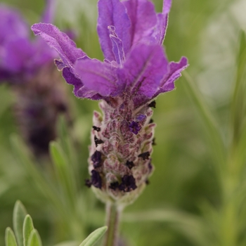 Lavandula stoechas Anouk 'Double'