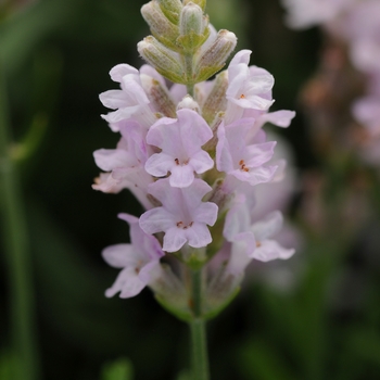 Lavandula angustifolia 'Pink' 