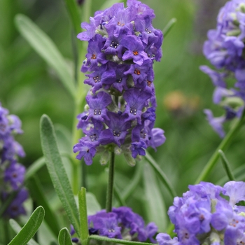 Lavandula angustifolia 'Purple' 