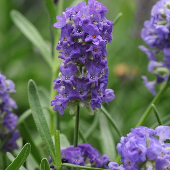 Lavandula angustifolia Ellagance 'Sky'