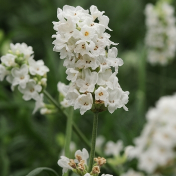 Lavandula angustifolia Ellagance 'Snow'