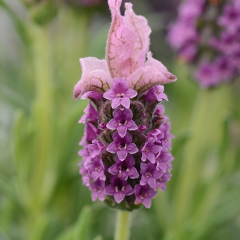 Lavandula stoechas LaVela™ 'Compact Dark Pink' (126267)