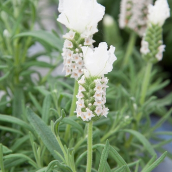 Lavandula stoechas 'Compact White' 