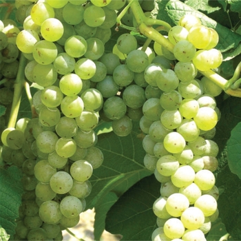 Vitis 'Cayuga White' 