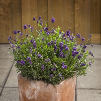 Lavandula angustifolia 'Mini Blue' 