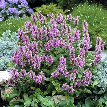 Nepeta nervosa 'Pink Cat' 