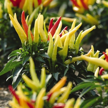 Capsicum annuum 'Chilly Chili' 