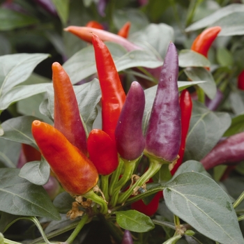 Capsicum annuum 'Masquerade'