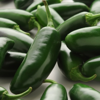 Capsicum annuum 'La Bomba' 