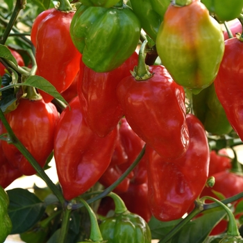 Capsicum chinense 'Primero Red' 