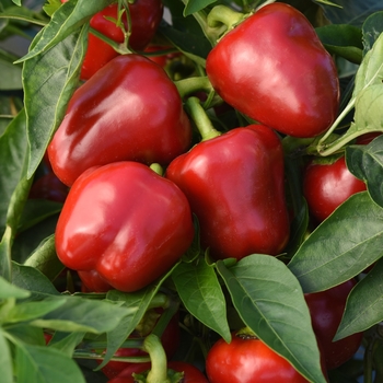 Capsicum annuum 'Snackabelle'