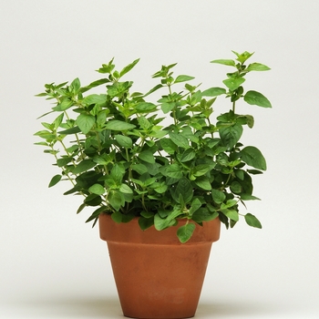 Origanum vulgare Simply Herbs™
