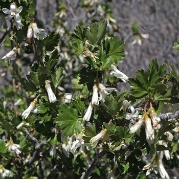 Ribes inerme