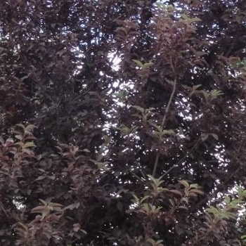 Prunus x virginiana 'P02S' PP25767
