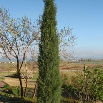 Juniperus scopulorum 'Woodward' 