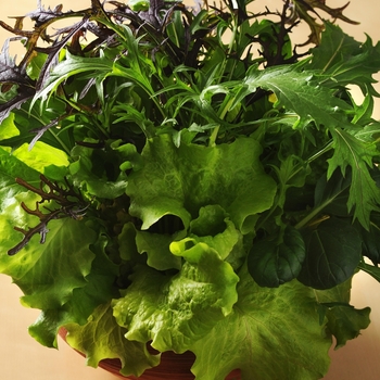 SimplySalad® SimplySalad® 'Global Gormet Mix' (126407)