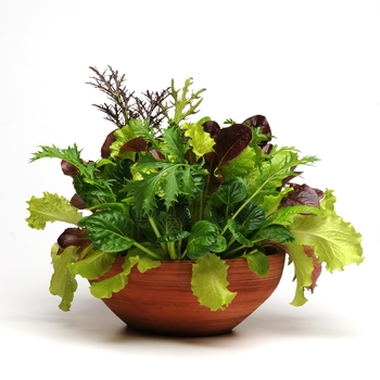 SimplySalad® SimplySalad® 'Global Gormet Mix' (126409)